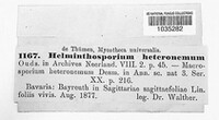 Helminthosporium heteronemum image